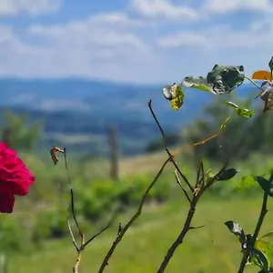Il Nido Volterra